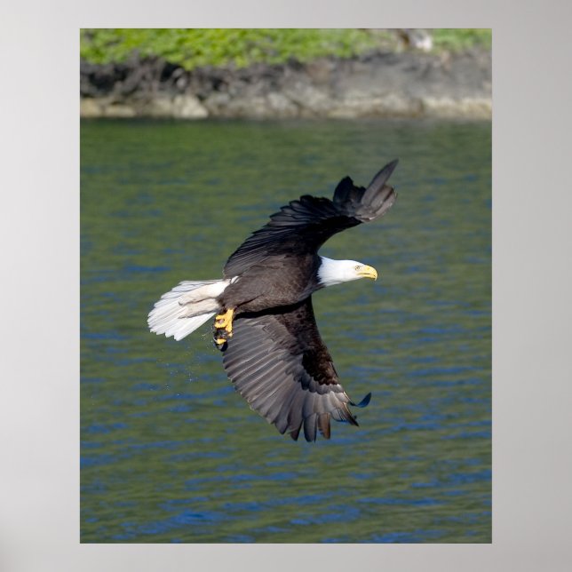 PÔSTER VOO DE ÁGUA (Frente)