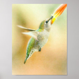 Poster Voo de beija-flor cedo