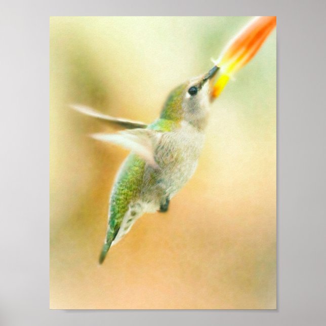 Poster Voo de beija-flor cedo (Frente)