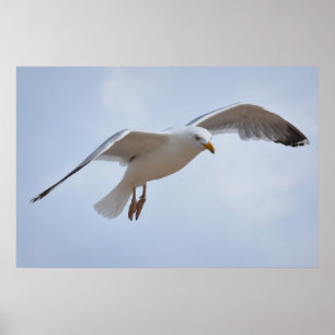Poster Voo do mar