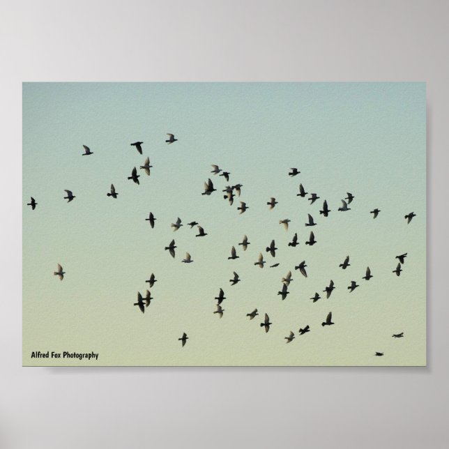 Poster Voo dos Pombos (Frente)