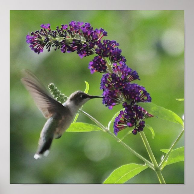 Poster Voo Gracioso: Hummingbird Soaring (Frente)