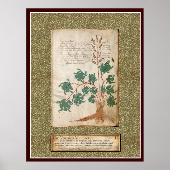 Poster Voynich Plate 17 (Frente)