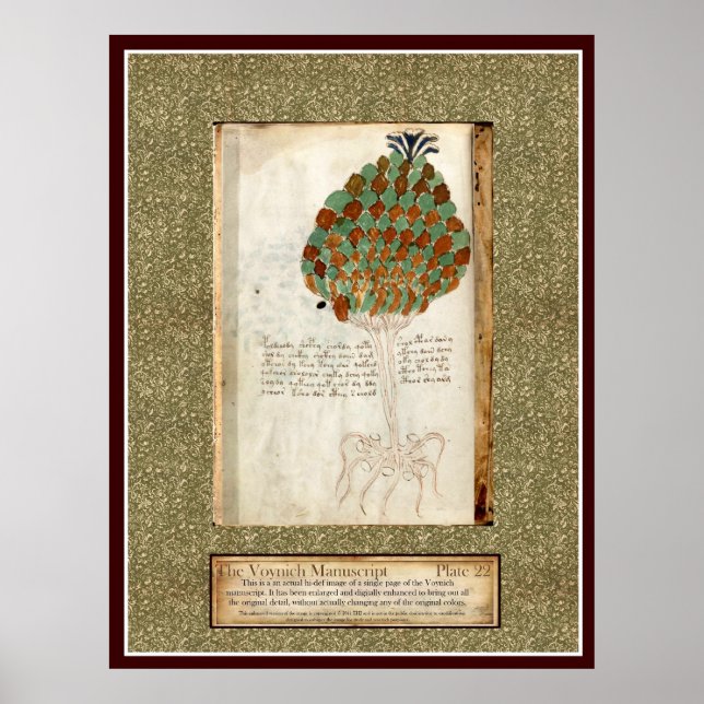 Poster Voynich Plate 22 (Frente)