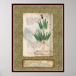 Poster Voynich Plate 25