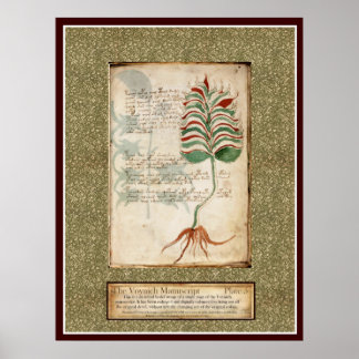 Poster Voynich Plate 5 - Ilustração Botânica