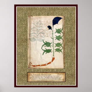 Poster Voynich Plate 6