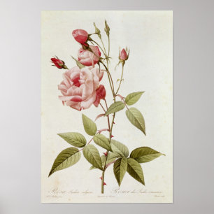 Pôster Vulgar Indica de Rosa, 'dos rosas de Les