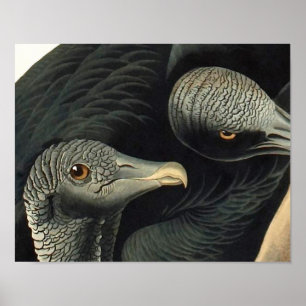 Pôster Vultos Pretos, John James Audubon