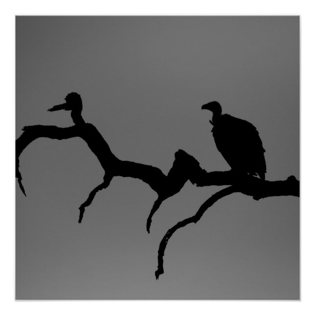 Pôster Vulture Silhouette (Frente)