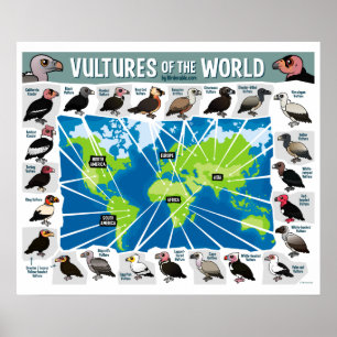 Poster Vultures of the World
