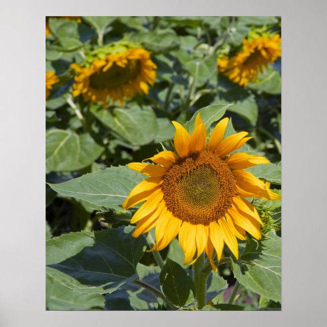 Poster WA, Condado de Kittitas, Campo de Girassóis (Frente)