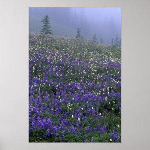 Pôster WA, Monte Rainier NP, Lupine e Bistort meadow