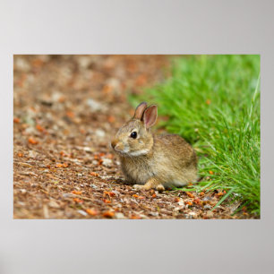 Poster WA, Redmond, coelho bebê Cottontail oriental