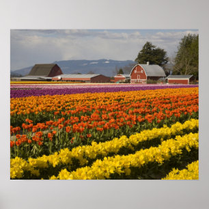 Pôster WA, Skagit Valley, campos Tulip em flor, em
