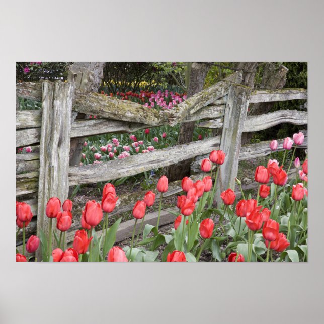 Poster WA, Skagit Valley, Roozengaarde Tulip Garden, (Frente)