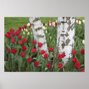 Poster WA, Vale do Skagit, Jardim de Tulipas Roozengaarde