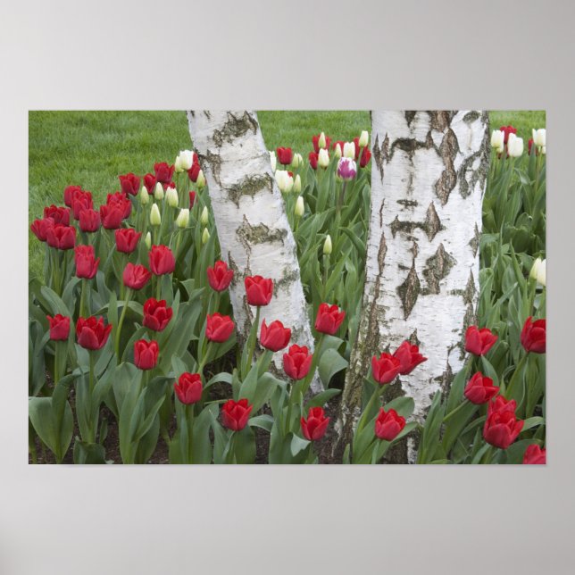 Poster WA, Vale do Skagit, Jardim de Tulipas Roozengaarde (Frente)