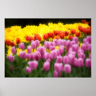 Pôster WA, Vale do Skagit, Jardim de Tulipas Roozengaarde