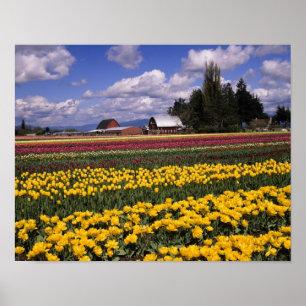 Pôster WA, Vale do Skagit, Tulipa do Vale do Skagit