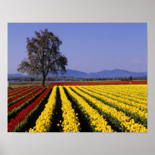 Pôster WA, Vale do Skagit, Tulipa do Vale do Skagit 2