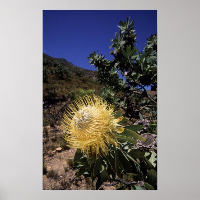 Poster Waboom Protea (Protea Nitidia), Langeberg (Frente)