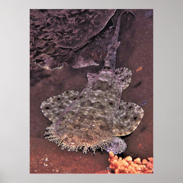 Poster Wacky Weird Wobbegong (Frente)