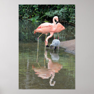 Pôster Wading Família Flamingo