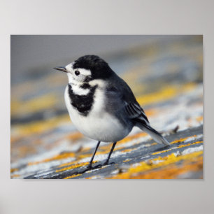 Poster Wagtail