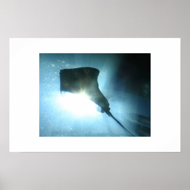 Pôster Waikiki Stingray (Frente)