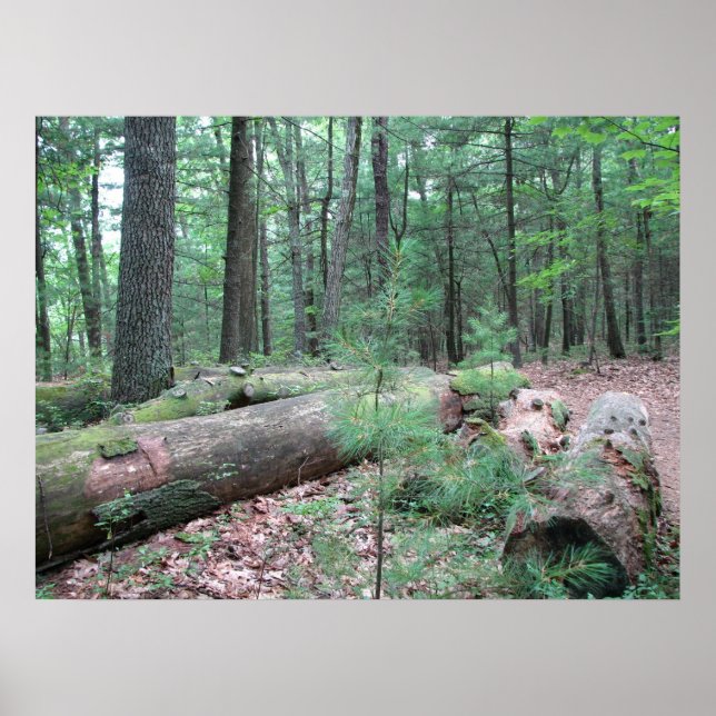 Pôster Walden Forest (Frente)