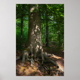 Poster Waldimpression