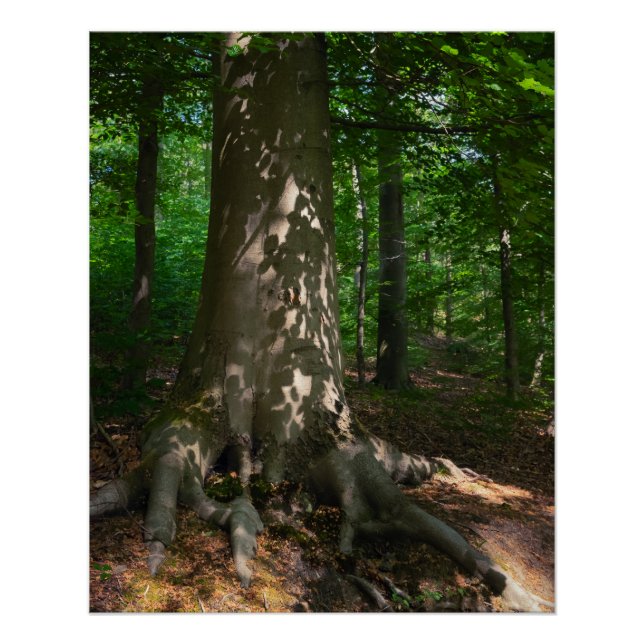 Pôster Waldimpression (Frente)