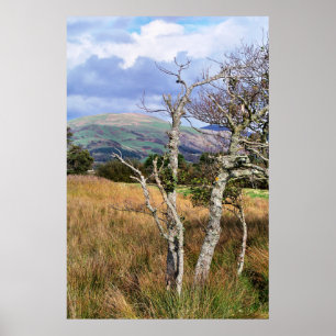 POSTER WALES SELVAGEM