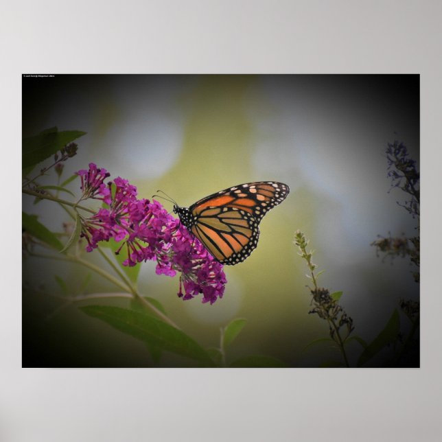 Poster Wall Art (Frente)