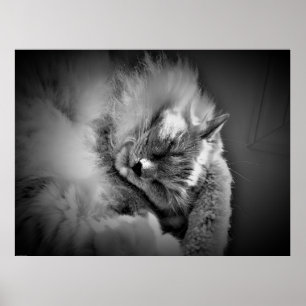 Poster Wall Art