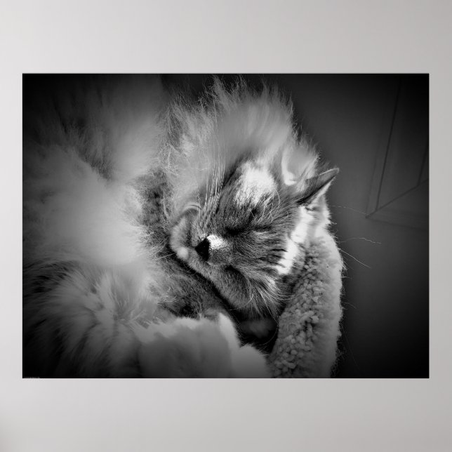 Poster Wall Art (Frente)