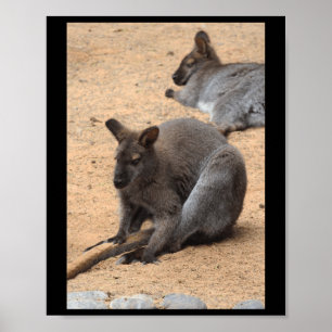 Poster Wallabies Nature Lovers Fuerteventura Vertical Sti