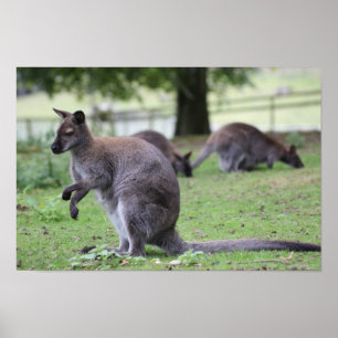 Poster Wallaby de pescoço vermelho