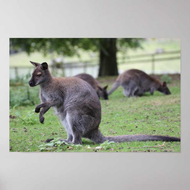 Poster Wallaby de pescoço vermelho (Frente)