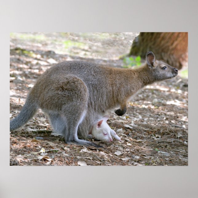 Poster Wallaby de pescoço vermelho e seu feriado alegre (Frente)