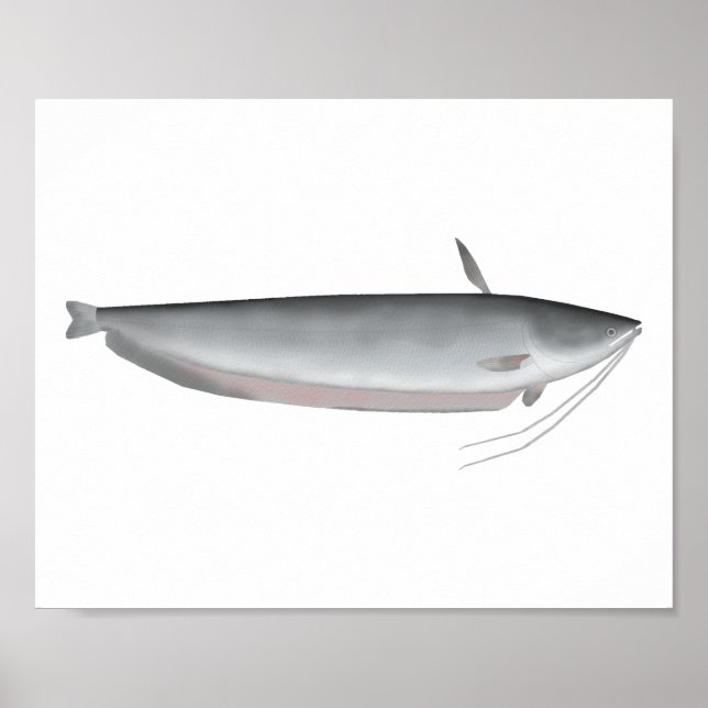 Poster Wallago (Frente)