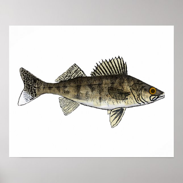 Poster Walleye (Frente)