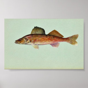 Pôster Walleye
