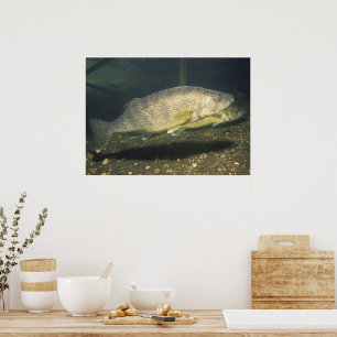Poster Walleye em Tank Photo