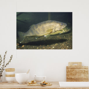 Poster Walleye em Tank Photo