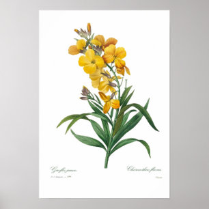 Poster Wallflower amarelo