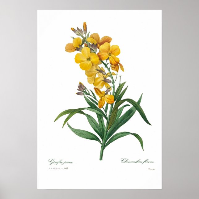 Poster Wallflower amarelo (Frente)