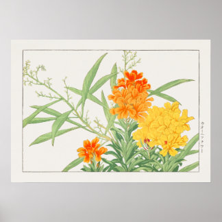 Poster Wallflower Plant, Yellow & Orange Flower by Konan,