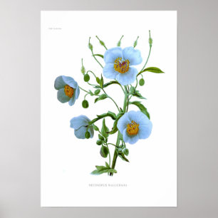 Poster Wallichiana do Meconopsis (wallichii de M)